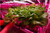 Plant Growth RED:BLUE /660nm:460nm  LED Grow Light  SMD5050 60LEDs  14.4W Per Meter Strip - LEDStrips8