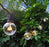 Dimmable Waterproof LED Outdoor String Lights - Hanging, 2W Edison Bulbs - 48Ft Commercial Lights for Decor for Patio, Backyard, Garden, Bistro– S14 Black - Warm White, with Dimmer, Complete Led String Lights Kit(48FT And  Dimmer) - LEDStrips8