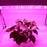 40W 16'' Full Spectrum Linear LED Grow Light Strip 6 Bands with IR & UV included, Adjustable Hanger, Idea for Greenhouse, Vegetables & Fruits, Horticulture, Propagation and City Farming